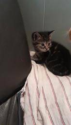 Schitterende kittens zijn op zoek naar een warm plekje, Dieren en Toebehoren, Katten en Kittens | Overige Katten
