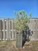 Olijfboom in pot | Hoogte inc pot 200cm | ex Pot 150cm, Bloeit niet, 100 tot 250 cm, Olijfboom, Ophalen