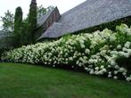 Hydrangea paniculata ‘Limelight’  mooi bloeiende haag, Ophalen, Hortensia, Minder dan 100 cm