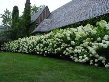 Hydrangea paniculata ‘Limelight’  mooi bloeiende haag beschikbaar voor biedingen
