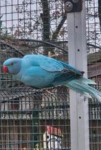 Blauwe opaline / witkopwistaart halsbandparkiet, Dieren en Toebehoren, Vrouwelijk, Parkiet, Geringd