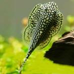 Hobbyaquarium Sewellia lineolata algeneters, Dieren en Toebehoren, Vissen | Aquariumvissen, Zoetwatervis, Schoolvis, Vis