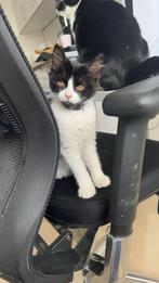 Perzische kitten zoekt nieuwe thuis, Dieren en Toebehoren, Poes