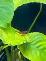Jonge caridina garnalen, Dieren en Toebehoren, Vissen | Aquariumvissen