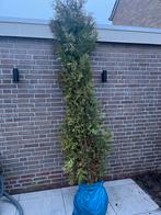 3x Thuja Brabant Haag, Tuin en Terras, Planten | Struiken en Hagen, Ophalen, Conifeer, Haag, 100 tot 250 cm