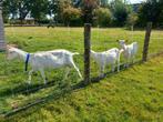 Stamboek Geit met 2 geiten lammeren, Dieren en Toebehoren, Schapen, Geiten en Varkens, Vrouwelijk, Geit
