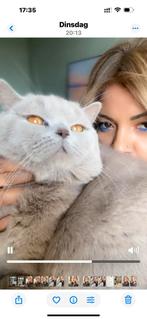 Ozoek naar poes voor mijn kater, Dieren en Toebehoren, 0 tot 2 jaar