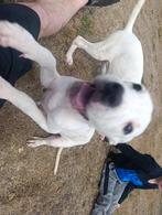 Dogo argentino, Dieren en Toebehoren, Honden | Bulldogs, Pinschers en Molossers, Overige rassen, 8 tot 15 weken, Meerdere, Meerdere dieren