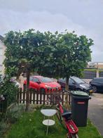 Twee mooie dakbomen, Tuin en Terras, Planten | Bomen, Bloeit niet, 100 tot 250 cm, Dakboom, Ophalen