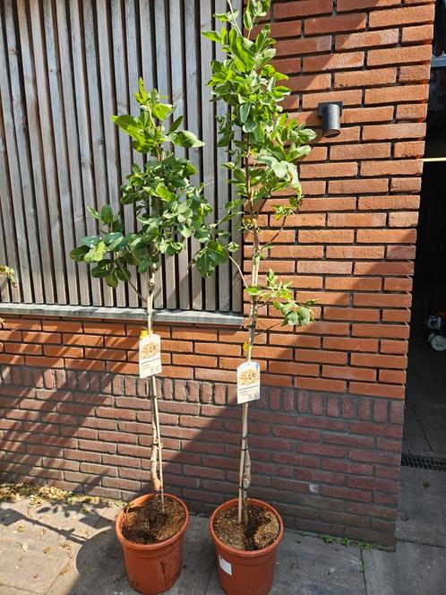 Pistacheboompjes man en vrouwtje samen: 125 euro, Tuin en Terras, Planten | Bomen, Volle zon, Zomer, Ophalen of Verzenden