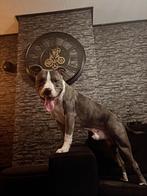 Amerikaanse stafford x Amerikaanse bully dekreu MERLE, Dieren en Toebehoren, Honden | Niet-rashonden, Reu, 1 tot 2 jaar, Groot