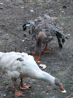 Krulveer sebastopol ganzen overjarig., Dieren en Toebehoren, Pluimvee, Meerdere dieren, Gans of Zwaan
