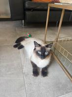 Ragdoll herplaatser, Dieren en Toebehoren, Katten en Kittens | Raskatten | Langhaar, Poes, Ingeënt