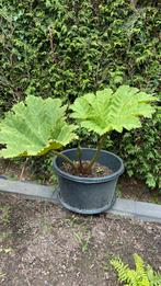 Gunnera Manicata, Tuin en Terras, Ophalen, Overige soorten, Volle zon, In pot
