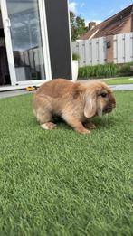 Konijnen te koop, Meerdere dieren, Klein, Hangoor, 0 tot 2 jaar