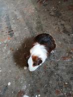3 cavia beertjes, Dieren en Toebehoren, Cavia, Mannelijk, November, Tam