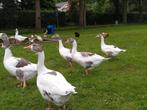 Koppel Twentse landgans., Dieren en Toebehoren, Pluimvee, Meerdere dieren, Eend