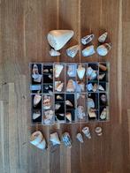 Conus schelpen verzameling, Verzamelen, Mineralen en Fossielen, Ophalen of Verzenden, Schelp(en)