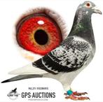 Postduif Super Inbred "YOLANTHE" J. H. HAK., Dieren en Toebehoren, Vrouwelijk, Postduif