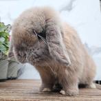 Lief minilop rammetje, Mannelijk, Dwerg