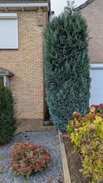 Blauwe Conifeer - Boom voor de Tuin, Tuin en Terras, Overige soorten, Volle zon, Vaste plant, Ophalen of Verzenden