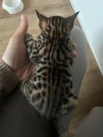Bengaal kittens 2 m 2 v, Dieren en Toebehoren, Katten en Kittens | Raskatten | Korthaar, Meerdere dieren, Ontwormd