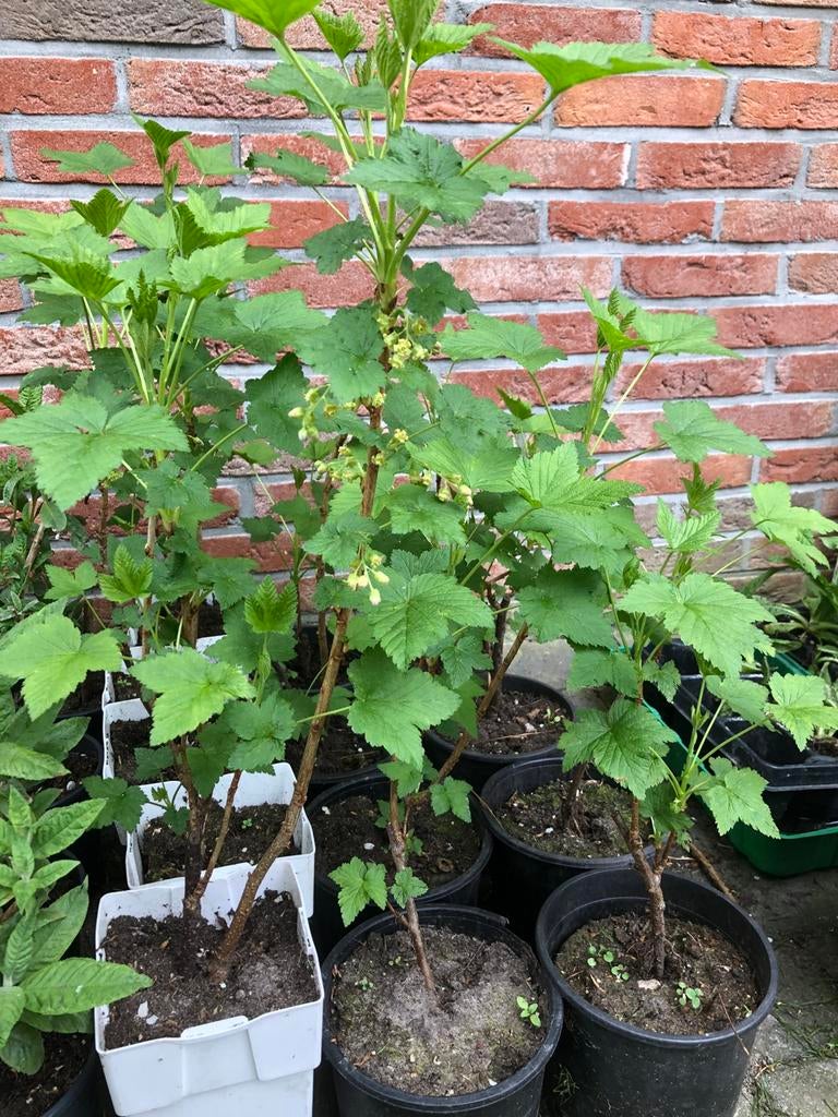 Zwarte bes, Ribes Nigrum ‘Titania’, Tuin en Terras, Ophalen of Verzenden