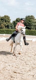 Hoi ik zoek een verzorg pony, Verzenden, Nieuw