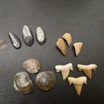 Bijzondere set van 12 unieke fossielen, Ophalen of Verzenden, Fossiel