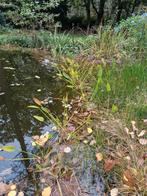 Waterzuiverende planten, Tuin en Terras, Planten | Tuinplanten, Ophalen, Overige soorten, Volle zon