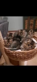 Heilige birmaan x britse korthaar, Dieren en Toebehoren, Katten en Kittens | Raskatten | Langhaar, Meerdere dieren, Gechipt