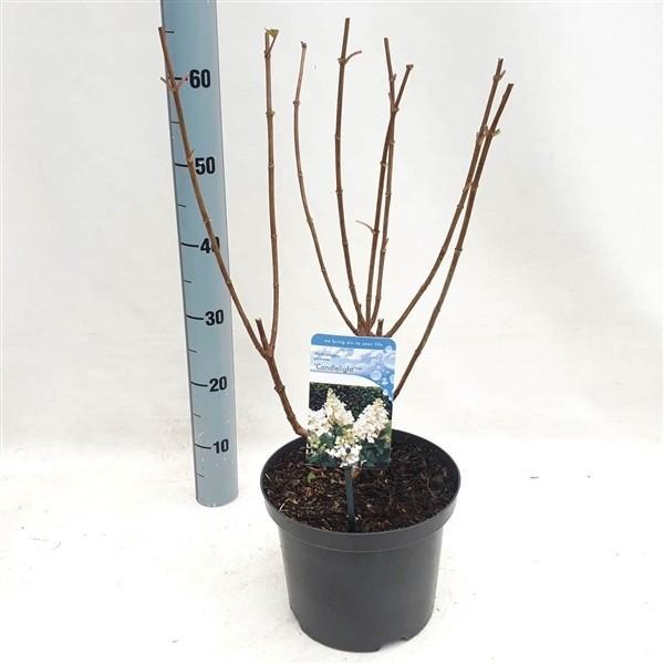 Pluimhortensia Bobo little lime limelight Pink winky fraise, Tuin en Terras, Planten | Tuinplanten, Overige soorten, Halfschaduw