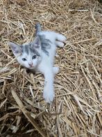 Grijs blauwe boerderij kittens, Dieren en Toebehoren, Katten en Kittens | Overige Katten, Meerdere dieren