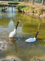 Koppel zwarthals zwanen, Dieren en Toebehoren, Meerdere dieren, Gans of Zwaan