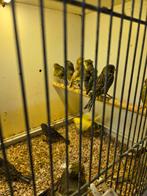 Fiorino kanaries, Meerdere dieren, Kleurkanarie