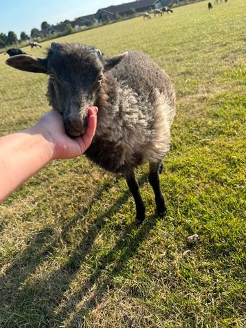 Drie prachtige superlieve schapen lammeren! beschikbaar voor biedingen