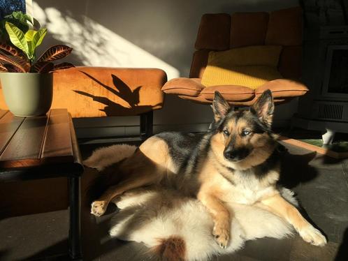 Liefdevol huisje gezocht, Dieren en Toebehoren, Honden | Poolhonden, Keeshonden en Oertypen, Teef, Overige rassen, Particulier