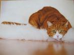 rode kat op een wit kleed - nieuwe ansichtkaart, Verzenden, 1980 tot heden, Ongelopen, Hond of Kat