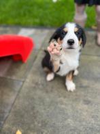 Grote zwitserse sennenhond pups, Dieren en Toebehoren, 8 tot 15 weken, Groot, Meerdere, Meerdere dieren