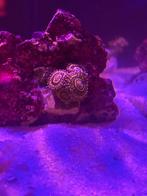 Zoanthus Stratosphere Koraal, Ophalen of Verzenden, Overige typen