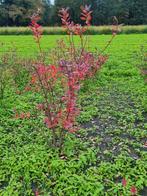 Blauwe Bessenstruik 1.5-2m, Volle zon, Lente, 100 tot 250 cm, Overige soorten