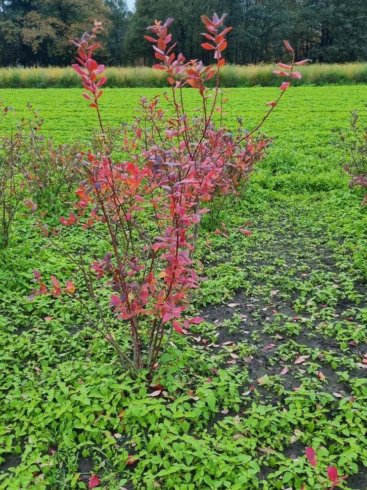 Blauwe Bessenstruik 1.5-2m, Tuin en Terras, Planten | Bomen, Overige soorten, 100 tot 250 cm, Volle zon, Lente, Ophalen of Verzenden