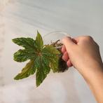 Begonia gryphon, Ophalen of Verzenden, Halfschaduw, Minder dan 100 cm