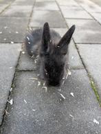 Leeuwenkop mannetjes konijn 8 weken oud, Dieren en Toebehoren, Mannelijk