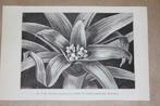 Antieke botanische prent - Guzmania sanguinea - 1884 !!, Gebruikt, Ophalen of Verzenden, Voor 1940, Prent