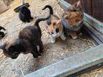 Kittens van de boerderij, Dieren en Toebehoren, Katten en Kittens | Overige Katten, Meerdere dieren, Kortharig, 0 tot 2 jaar