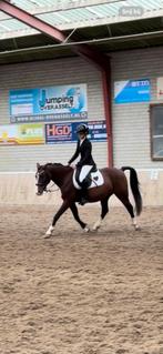 Merrie C kinderpony, Dieren en Toebehoren, Pony's, Dressuurpony, 11 jaar of ouder, Merrie, Gechipt