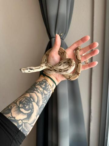 Hypo het snow boa vrouw beschikbaar voor biedingen