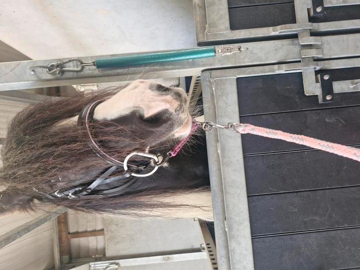 Tinker merrie te koop, Dieren en Toebehoren, Paarden en Pony's | Overige Paardenspullen, Zo goed als nieuw, Ophalen of Verzenden