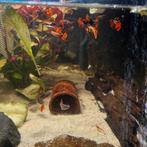 Dumbo Big Ear Guppen kweek groep!, Dieren en Toebehoren, Vis